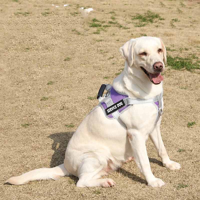 2025 new Personalized Name Dog Harness Service Adjustable Labrador Reflective For Large Dogs Walking Accessories 240722
