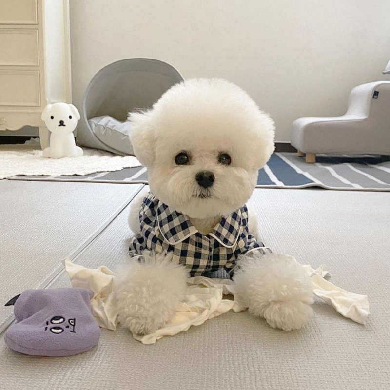 Spot Korean pet puppienal kitten dog Pet Dog Pajamas Comfortable Shirt for teddy Barnari Skunari Belomyosawa dog clothing