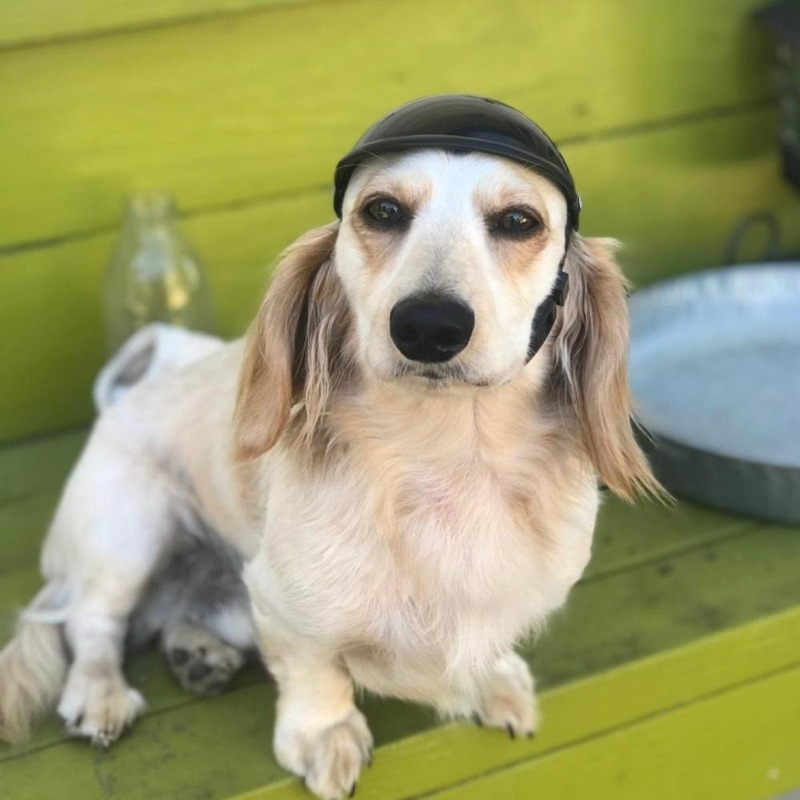 Pet Helmets Dog Cat Bicycle Motorcycle Helmet with Sunglasses Safety Doggie Hat for Traveling Head Protection Pet Supplies S / M - view 7
