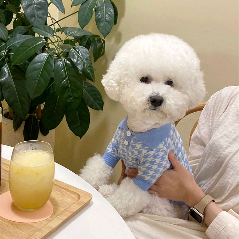 Blue Puppy Polo Shirt Pet Autumn and Winter Teddy Knitted Sweater Pomeranian Warm Two-legged wer Dog Clothes