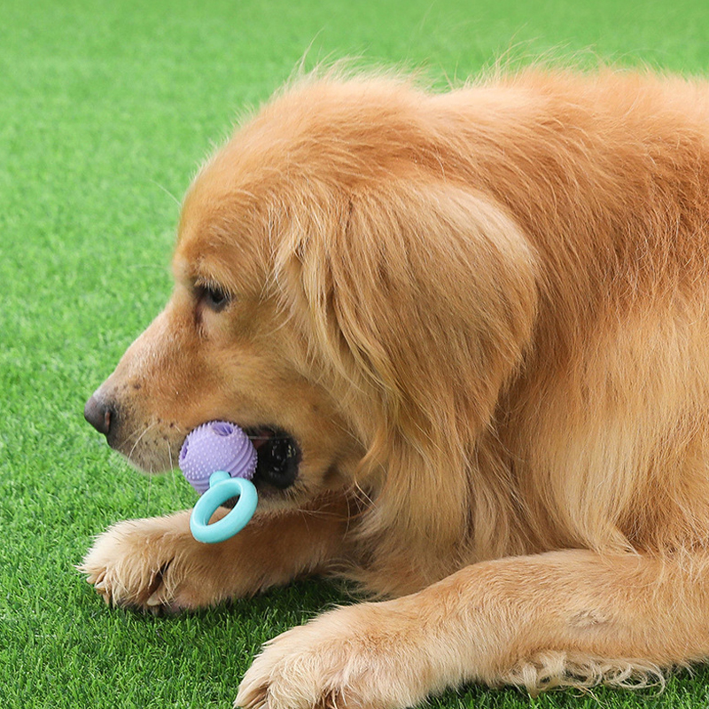 new Dog Teeth Grinding Stick Toy, Self Hi Relieving Tool, Medium sized Dog Pet Supplies, Anti Bite Adhesive