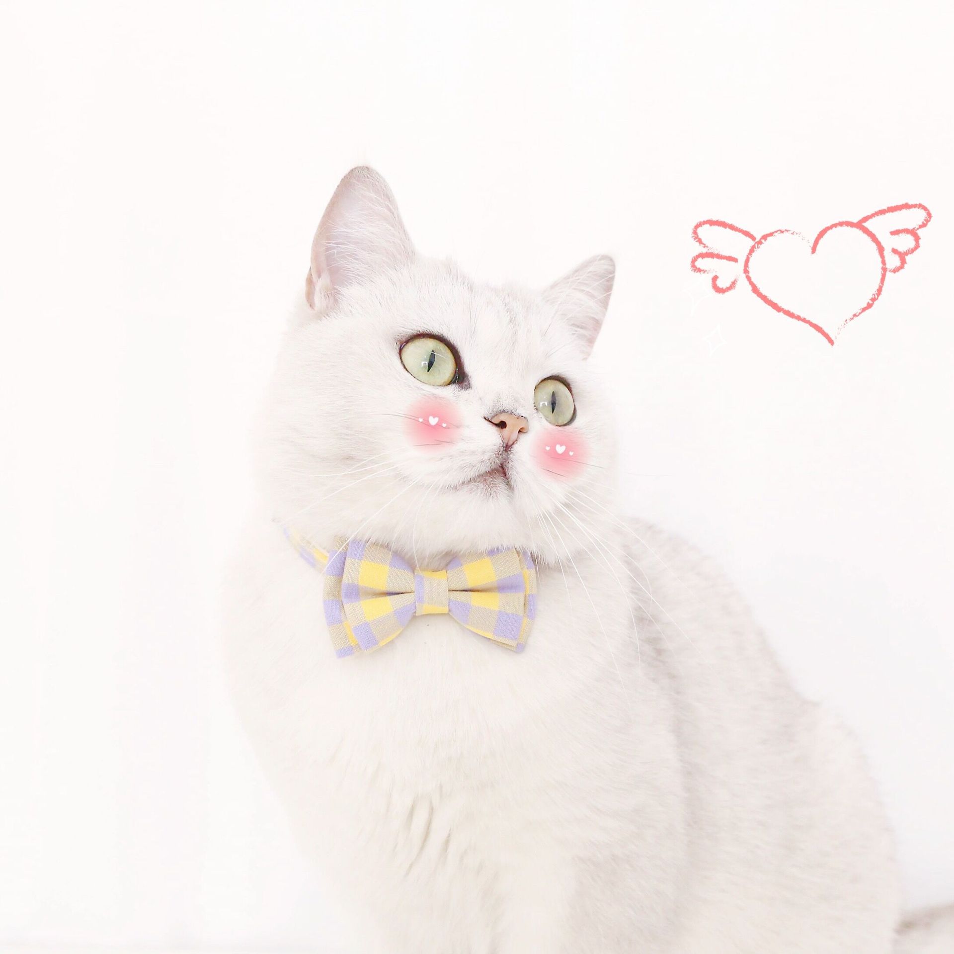 Cat Collars Breakaway with Cute Bow Bell，Adjustable Plaid Kitten Cat Collar with Removable Bowtie Cat Collar for Cats Kittens