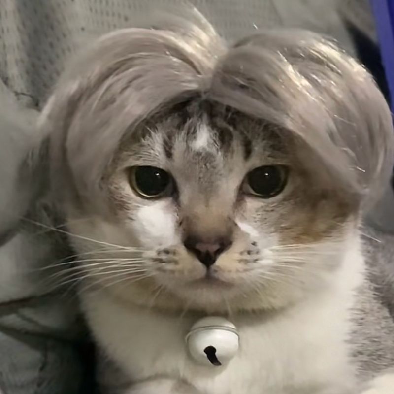New pattern pet wig cat headwear dog mid split headgear silvery manufacturer wholesale funny popular decoration Christmas gift cosplay 9 0fl