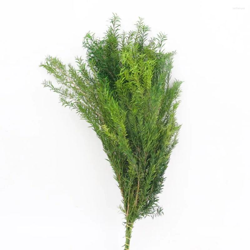 Preserved Melaleuca Bracteata: Natural Dried wer Bouquets for Home Decor dh3628137