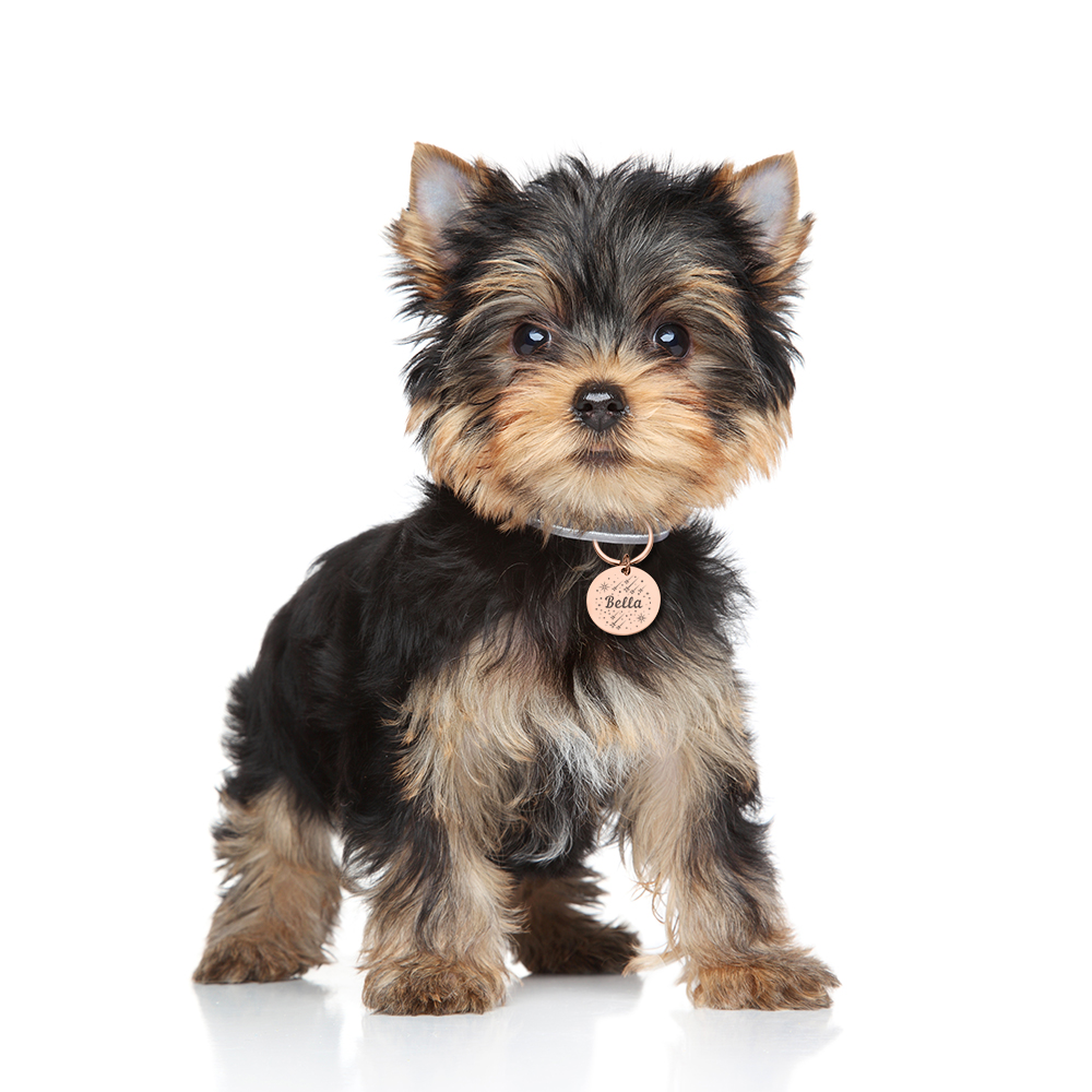 Custom Pets ID Tag Engraving Puppy Kitten Anti-lost Collars Personalized Name Plate Accessories for Dog Harness Pet Supplies
