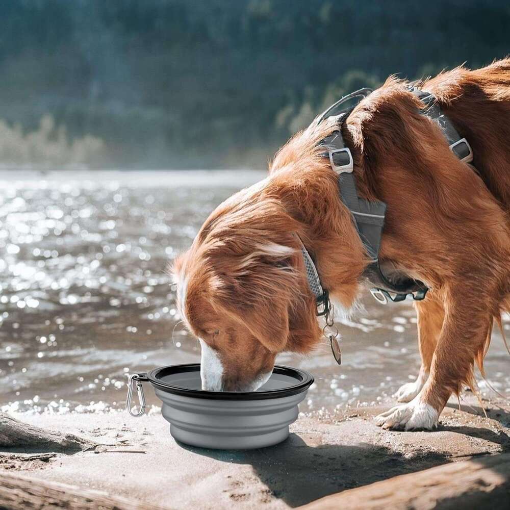 COOYOO Bowl,2 Pack Collapsible Dog Water Bowls Cats Dogs,Portable Pet Feeding Watering Dish for Walking Parking Traveg with 2 Carabiners