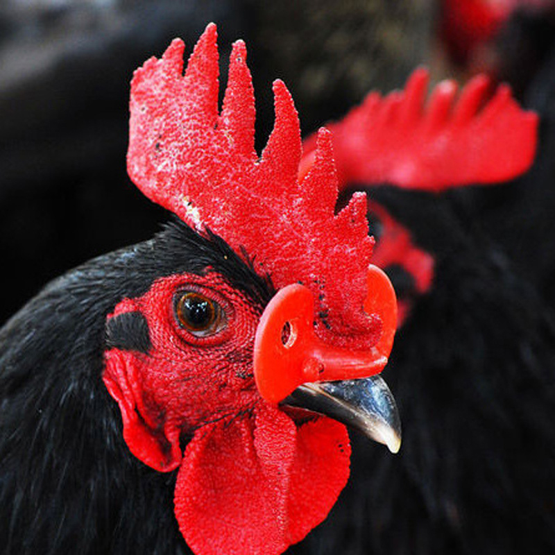 Red Plastic Chicken Glasses Pheasant Anti-pecking Goggles Glasses With Bolt Protect Poultry Supplies Hens Farm Accessories-B2