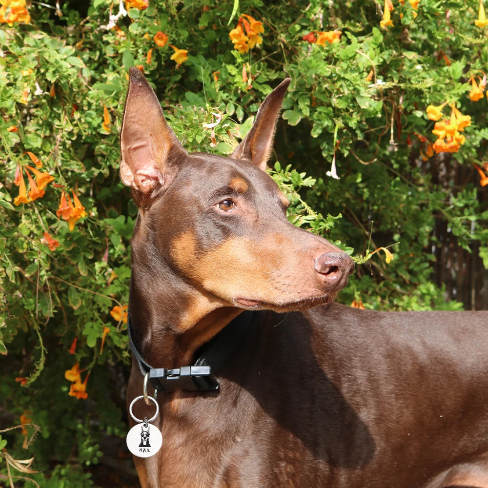 Personalized Doberman Dog Tags Collar Anti-Lost ID Dogs Customized Nameplate Pet Collars Tags Free Engraved for Puppy Supplies