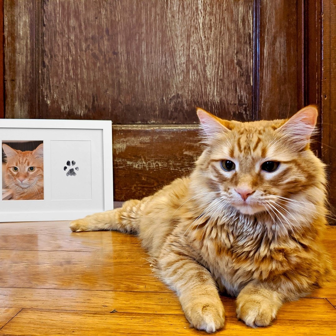 2 boxes Pet Paw Print Pad - Non-Toxic, Ink-Free, Safe, and Easy-to-Use Handprint and Footprint Kit for Creating Lasting Memories with Your Furry Frien
