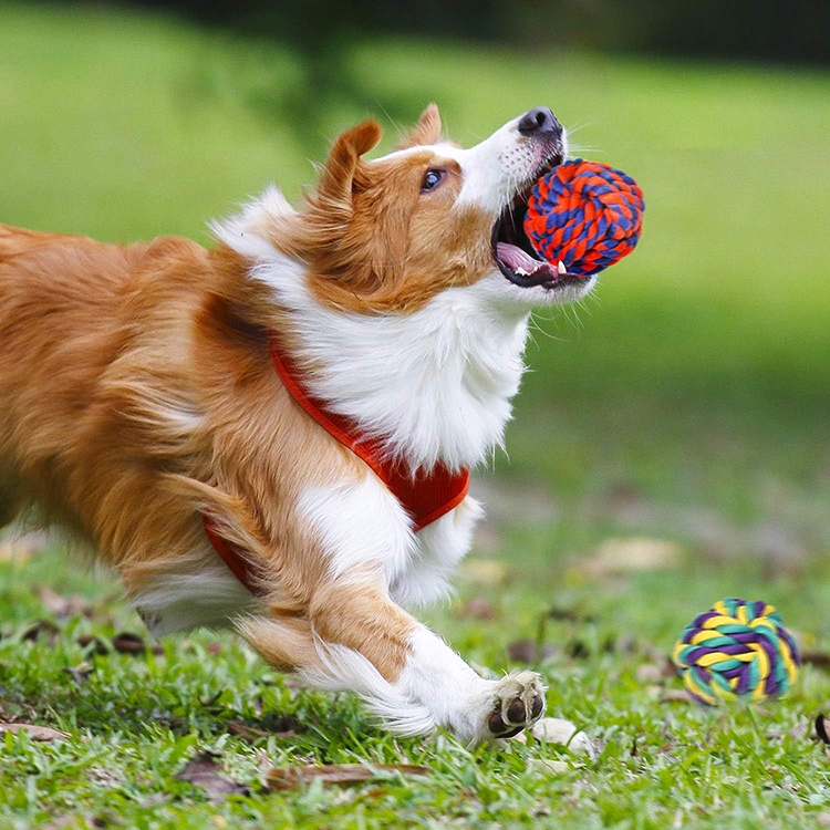 Popular Pet Supplies Dog Dental Rope Toys Knots Indestructible Cotton Puppy Teething Chew Toy Set