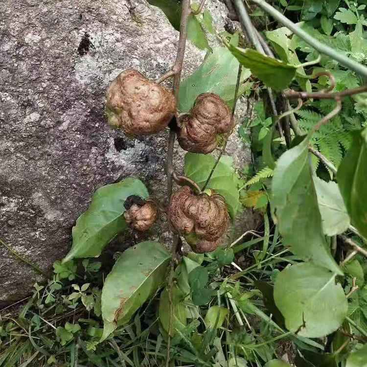 Stock Supply Natural Whole Actinidia Polygama Dried Fruits Matatabi Silvervine Gall Fruit