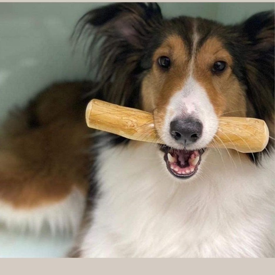 100% Natural Coffee wood dog chew sticks/ Dog Chew toys Pet Product Wholesale price from Viet Nam - Ms Tammy +1 763 353 5245