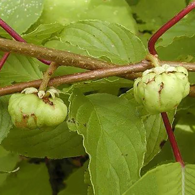 Wholesale Matatabi Gall Fruit Actinidia Polygama Silvervine Powder from Dried Fruit Galls