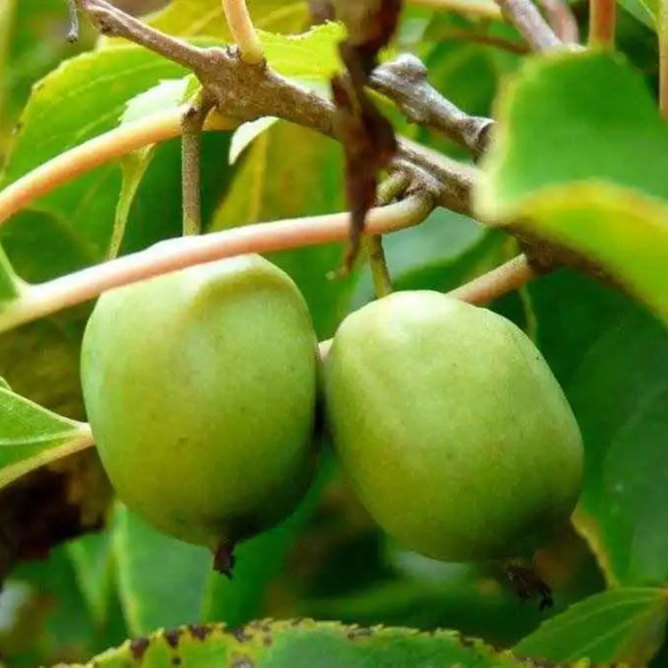 Cat Teething CleaningToys Optional Size Matatabi Actinidia Polygama Fruit for Cat Interactive Toy