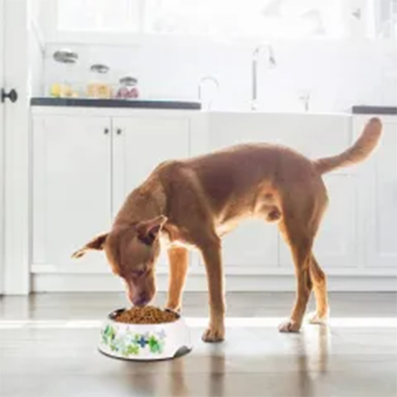 Stylish Antiskid Cartoon Stainless Steel Pet Food Dishes for Small to Large Dogs
