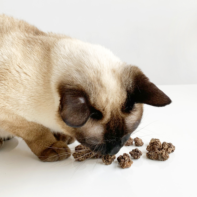 Cat Teething CleaningToys Optional Size Matatabi Actinidia Polygama Fruit for Cat Interactive Toy