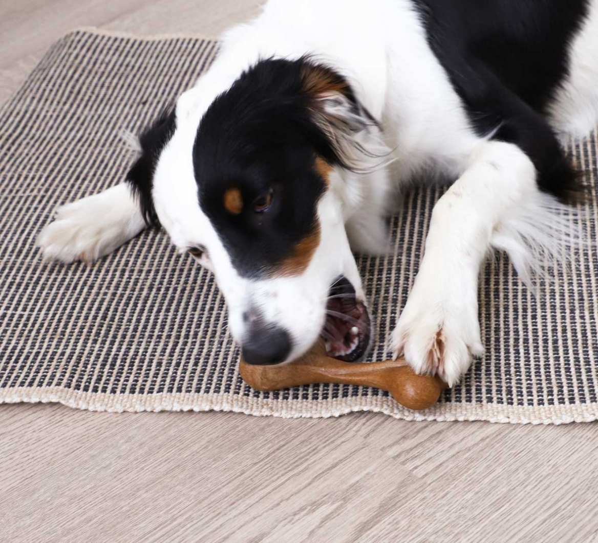 Wholesale Strong Safety Durable Interactive TPR Nylon Cleaning Beef Flavor Dog bone Toy dog toothbrush toy Pet Suppliers