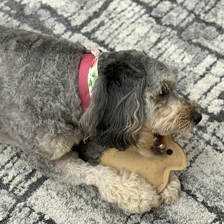 Interactive Pet Chewing Toy Pet Supplies Dog Accessories Durable Dog Toy With Squeaker
