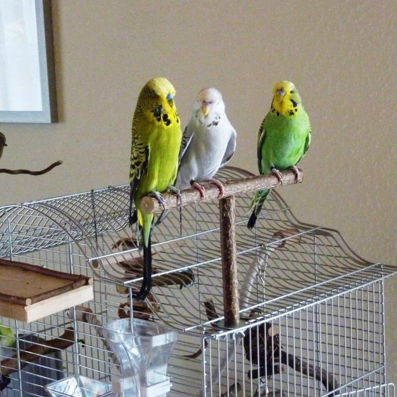 Parrot Natural Perch Bird Stand Grinding Claw Bar for Small Birds