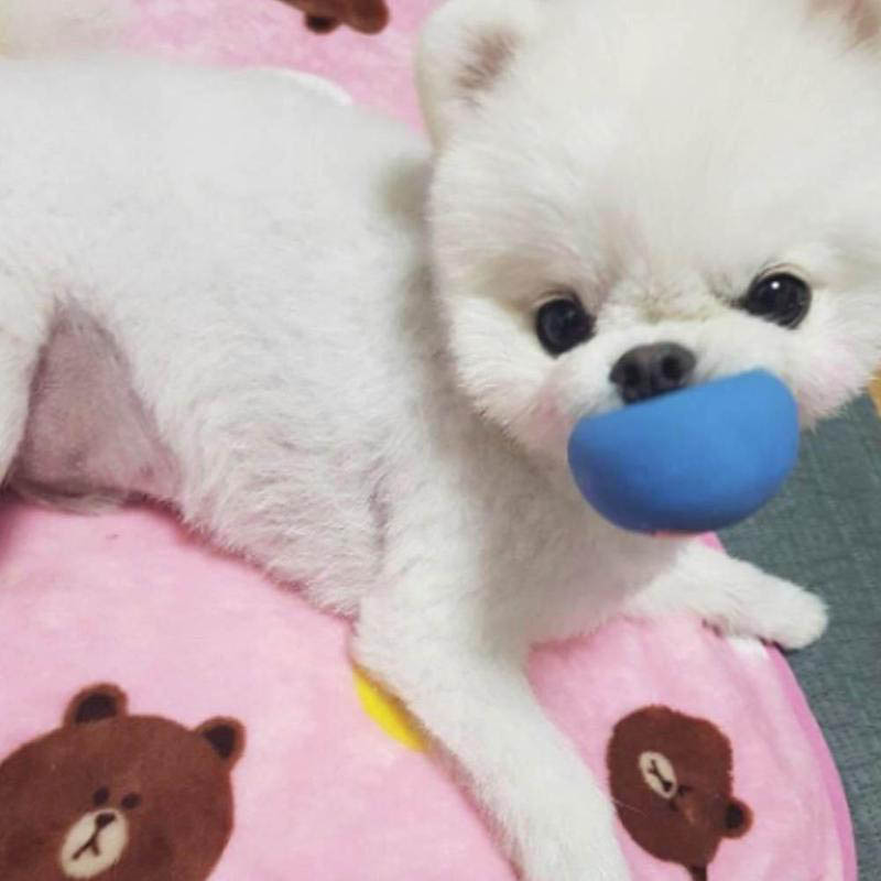 Rubber Dog Toys Pet Play Squeaky Ball Chewing Toy with Face Fetch Bright Balls Dog Supplies Puppy Pet Dog Training toys