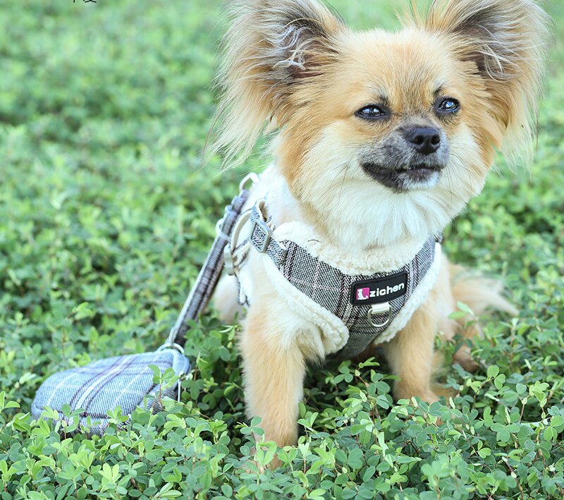 Dog Collar Designer Dog Harness Leash Set - Soft Mesh Pet Vest Harness, No Pull Adjustable Design Small To Medium dog leash Dogs And Cats, Lightweight