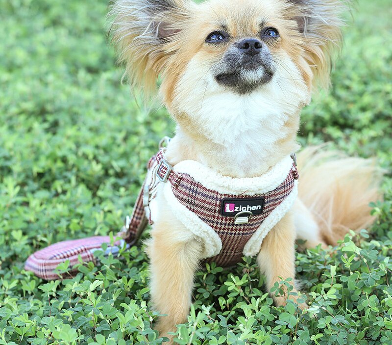 Dog Collar Designer Dog Harness Leash Set - Soft Mesh Pet Vest Harness, No Pull Adjustable Design Small To Medium dog leash Dogs And Cats, Lightweight