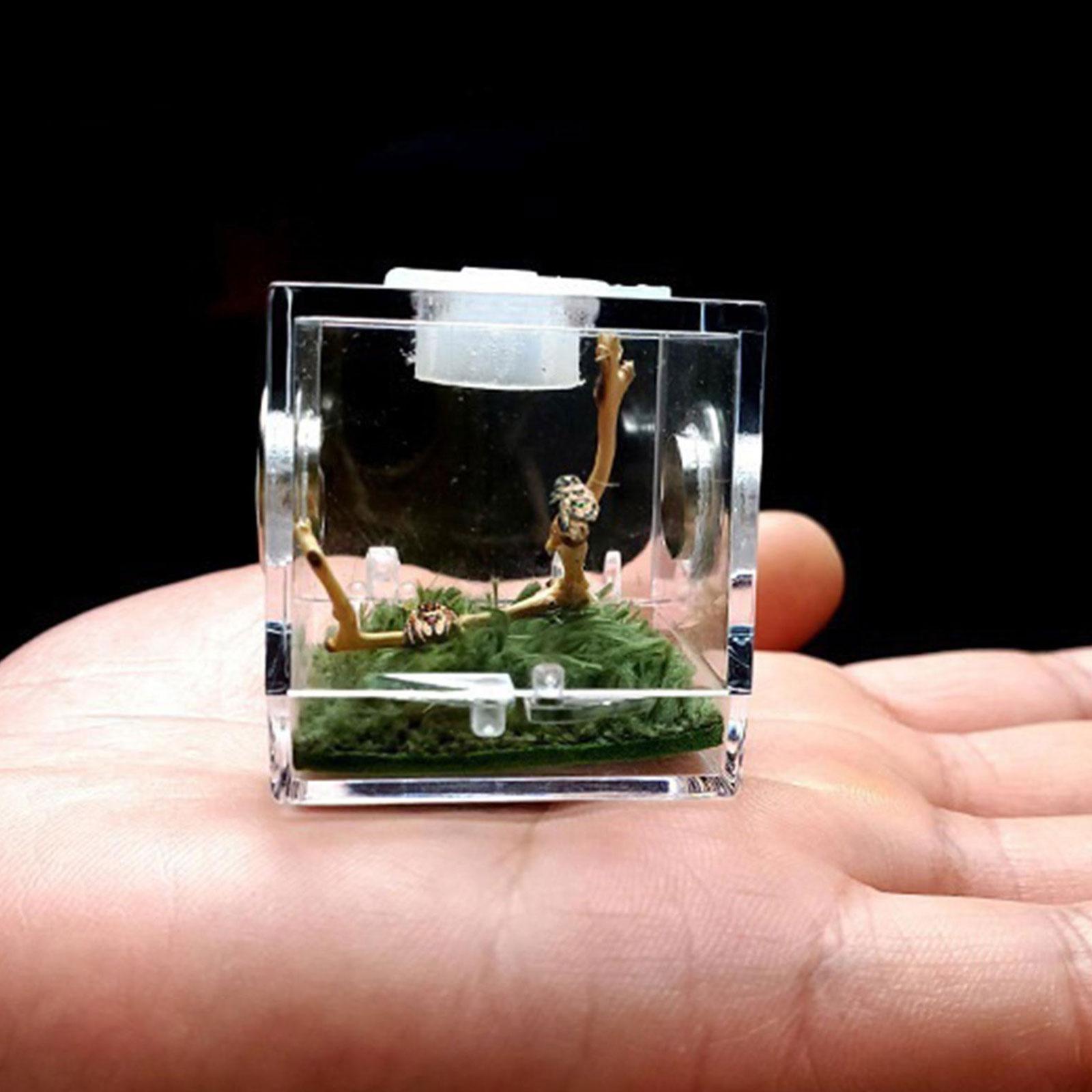 Spider Reptile Insect Feeding Box Reptile Breeding Box Terrarium Accessories Insect Box For Spider Cricket Snail Tarantula