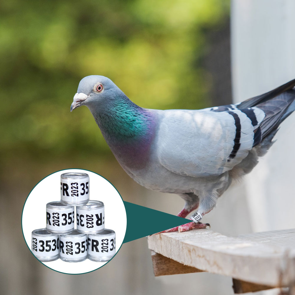 50Pcs/set 2023 Years National Pigeons Foot Ring 8x11mm Pigeons Foot Ring Parrots Leg Rings Birds Training Tool with Nnumbers