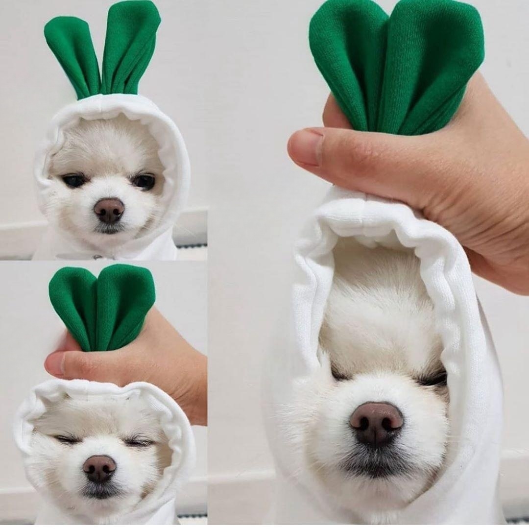 Fruit Pet Hoodie! Cute Dog & Cat Costume - Pineapple/Strawberry Fleece Sweater for Small Medium Dogs Cats, Warm Puppy Apparel