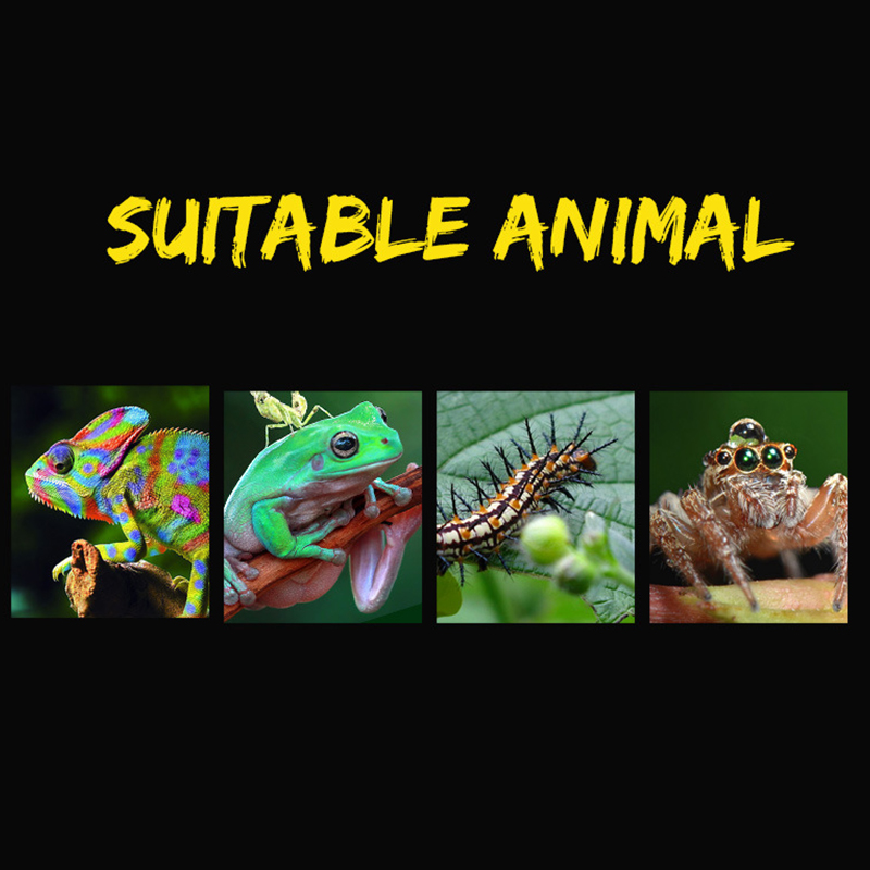 For Reptiles Spider Transparent Plastic Feeding Box Insect Food Feeding Container 19cmx12.5cmx7.5cm Terrarium