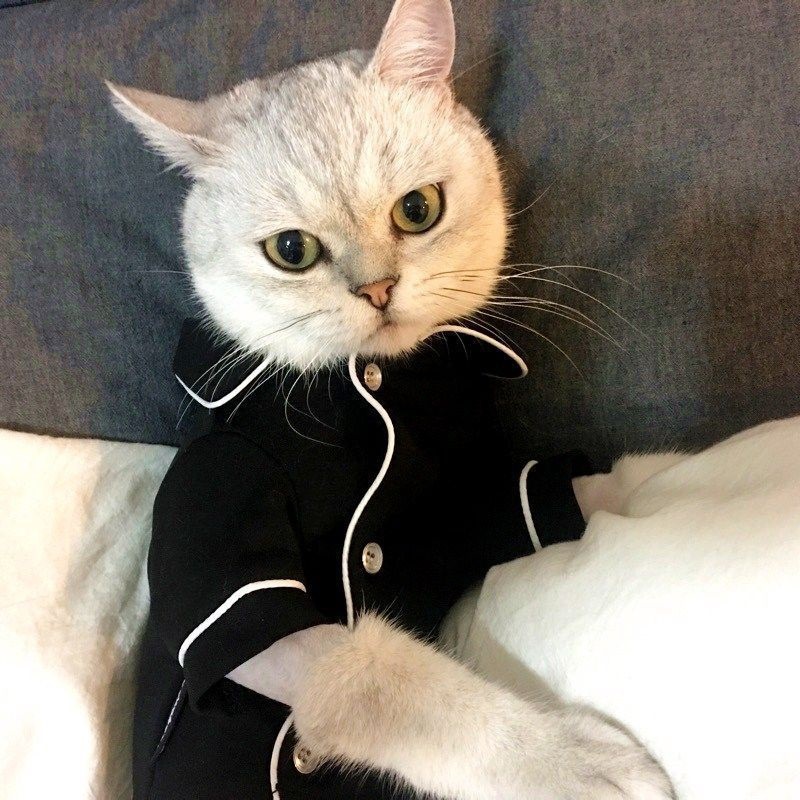 Summer French dog pajamas Pomeranian bear bullfighting small dog Teddy pet clothes shirt Feel Comfortable When Touched