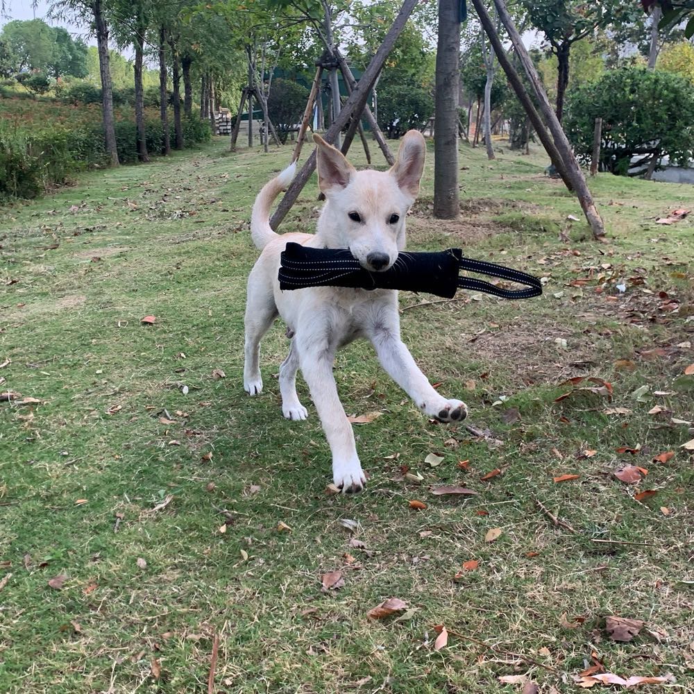 Dog Training Bite Tug Toy Young Dog Chewing Biting Arm Sleeve Schutzhund With Two Handles For Adult Dogs