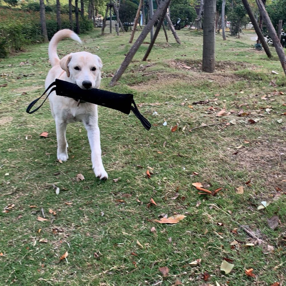 Dog Training Bite Tug Toy Young Dog Chewing Biting Arm Sleeve Schutzhund With Two Handles For Adult Dogs