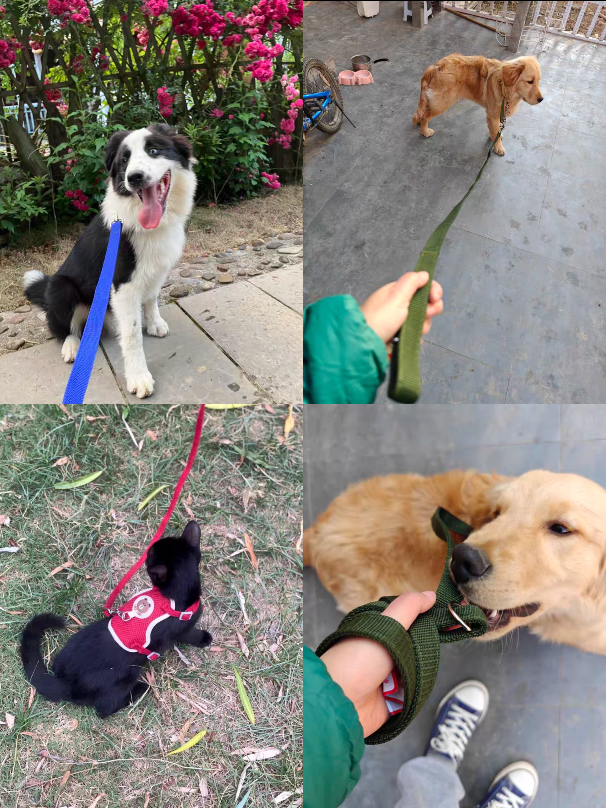 Nylon Dog Durable Training Leashes Pet Supplies Walking Harness Collar Leader Rope For Dogs Cat 1.5M 1.8M 3M 4.5M 6M 10M