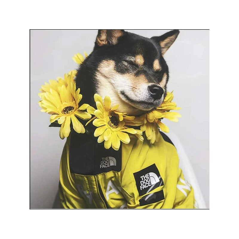 Dog Clothes Raincoat For Small Big Dogs Wind Coat Windbreaker French Bulldog Hoodie For Dogs Clothes Jackt Chihuahua Dog Face