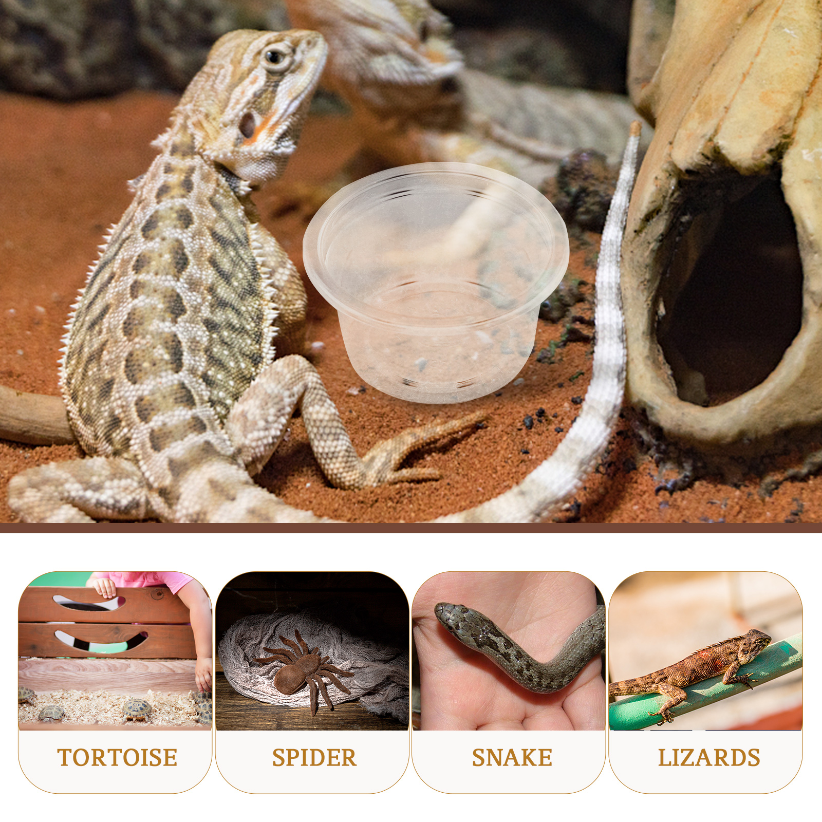 20 Pcs Reptile Water Box Animal Reusable Dish Bowl Tank Plastic Convenient Compact Household Transparent Daily Food Cup