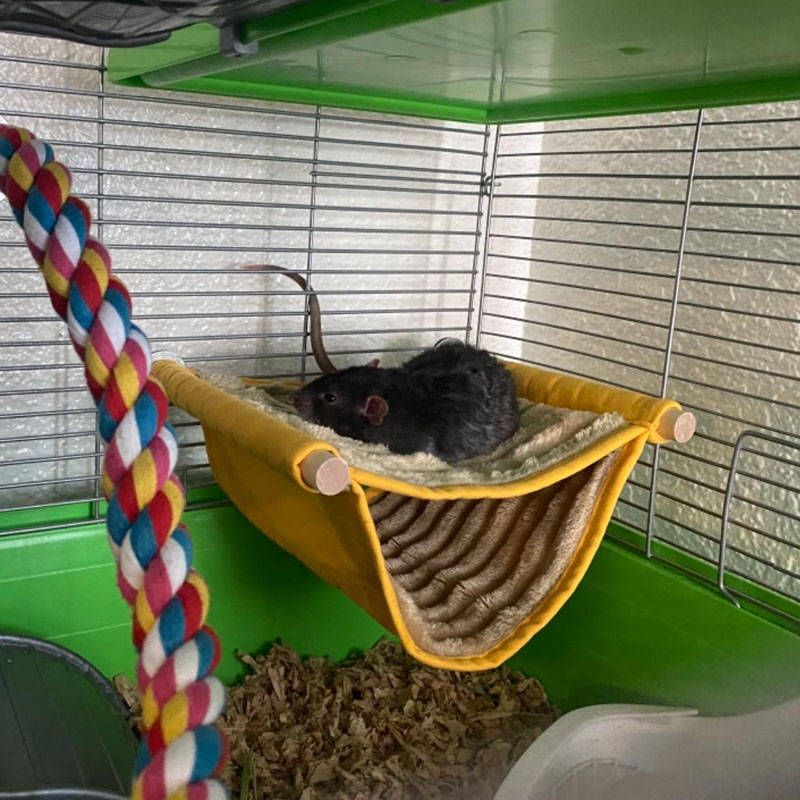 Parrot Pet Hamster Nest Warm Removable Hammock Windowsill Multi-color Hanging Cat Cradle Free shipping