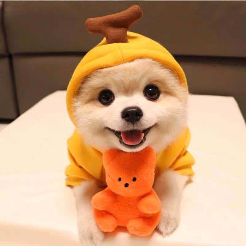 Dog into a small medium-sized dog autumn and winter hoodie fleece clothes pet supplies cat teddy method wholesale manufacturers new clothing