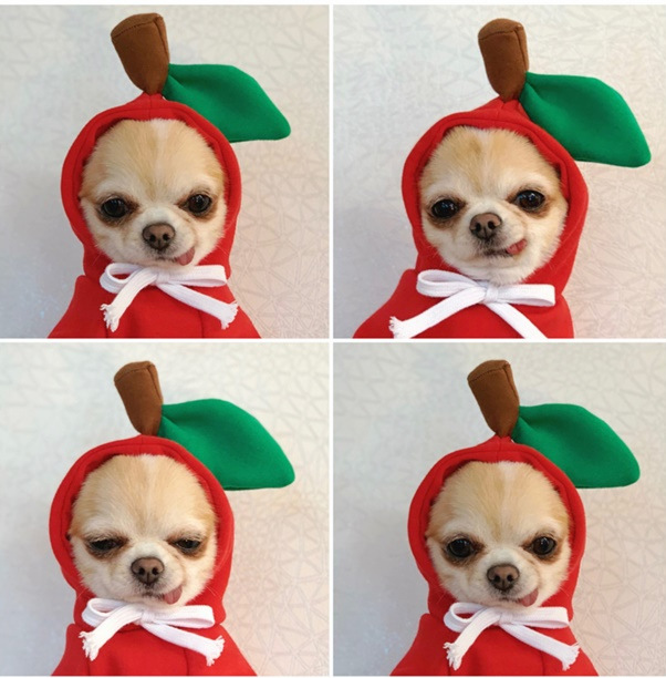 Dog into a small medium-sized dog autumn and winter hoodie fleece clothes pet supplies cat teddy method wholesale manufacturers new clothing