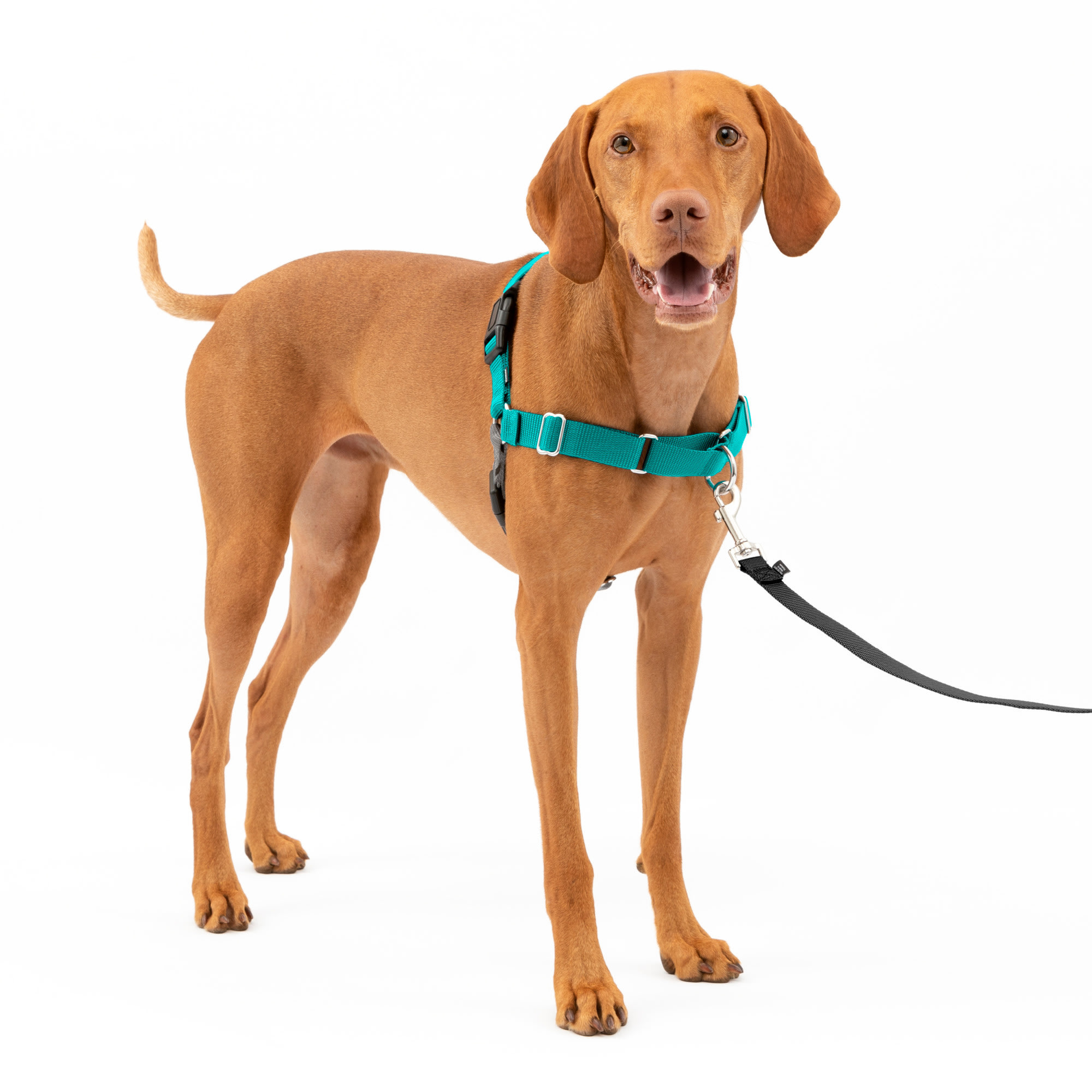 PetSafe Easy Walk Dog Harness, Medium, Teal