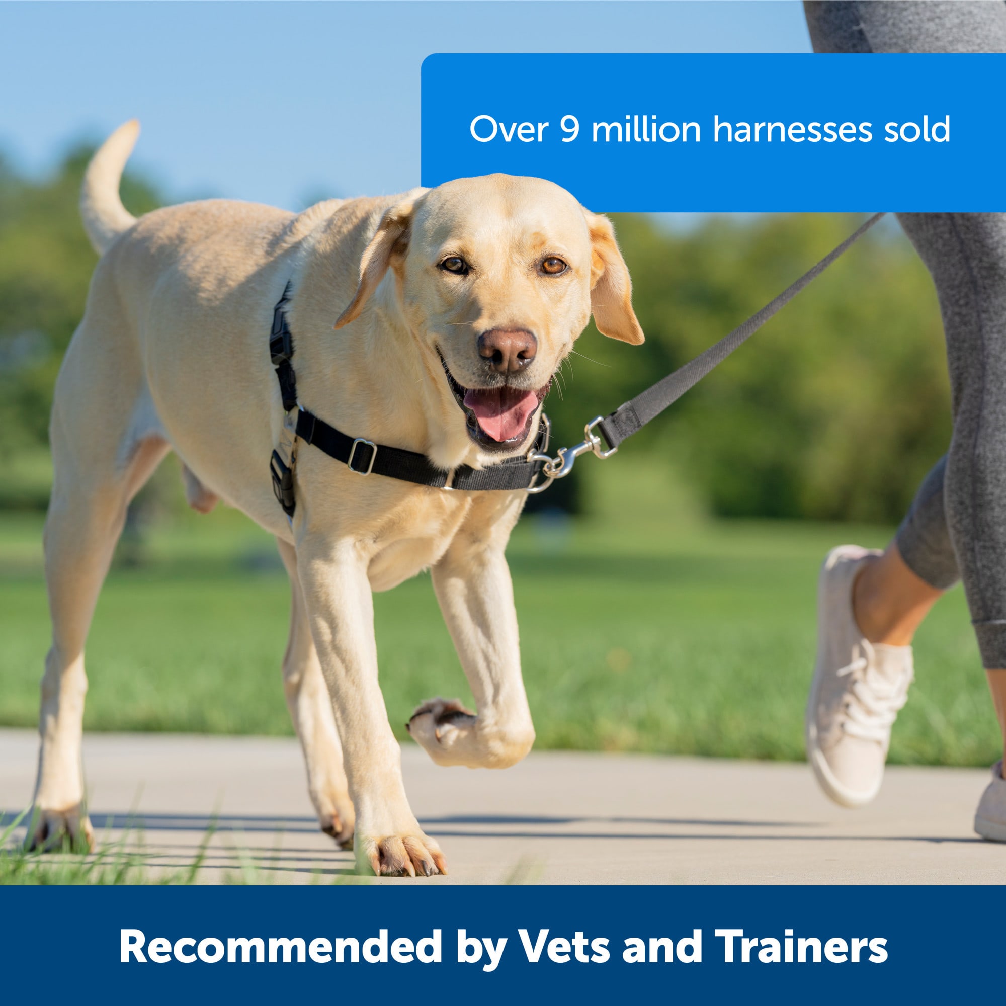 PetSafe Easy Walk Dog Harness, Medium, Teal