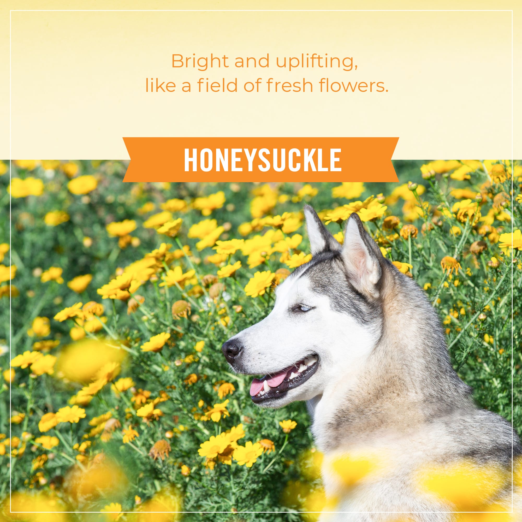Skout's Honor Probiotic Daily Use Deodorizer Honeysuckle for Dogs, 8 fl. oz.