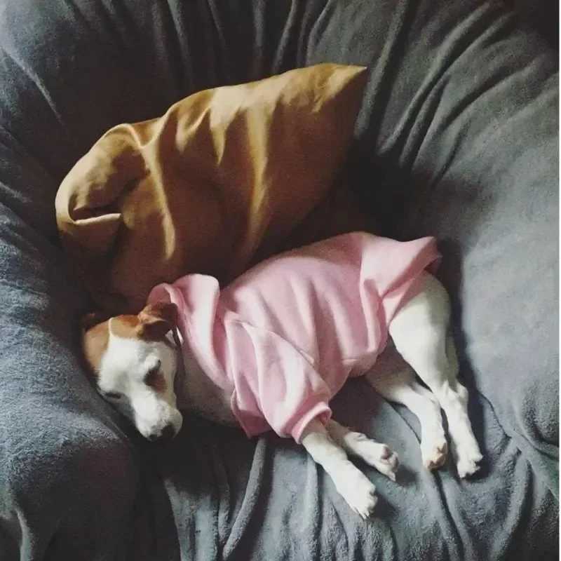 Dog clothing hoodie dog face windbreaker warm suitable for small and large dogs and sports shirts French bulldogs and clothing X241226