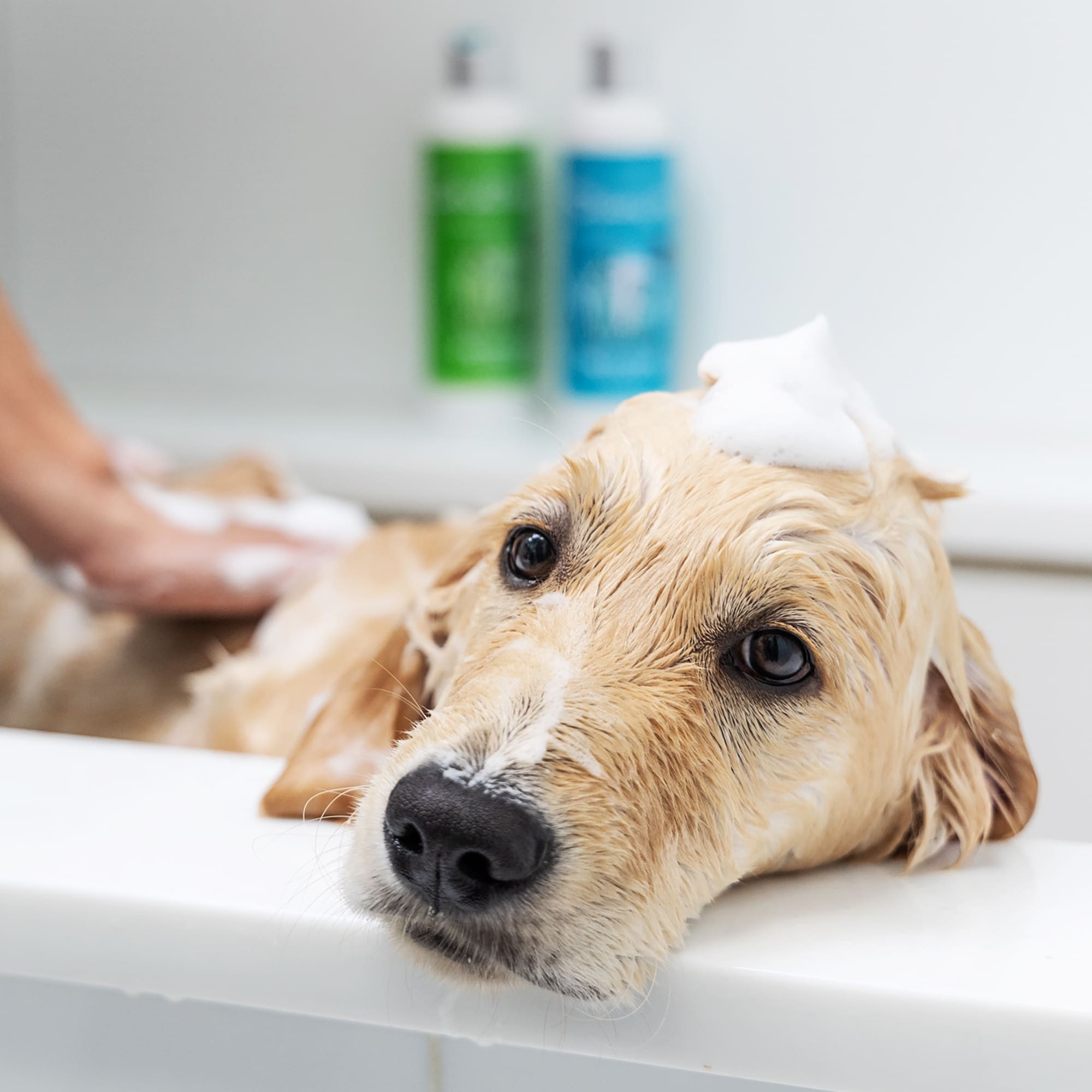 Petcode Paws Dog & Puppy Grooming Trio Set, 10.14 fl. oz.