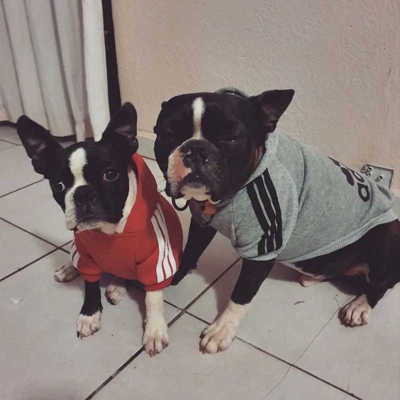 Winter dog clothing sports hoodies sweatshirts warm jackets suitable for small medium and large dogs cats pets and puppies X241119