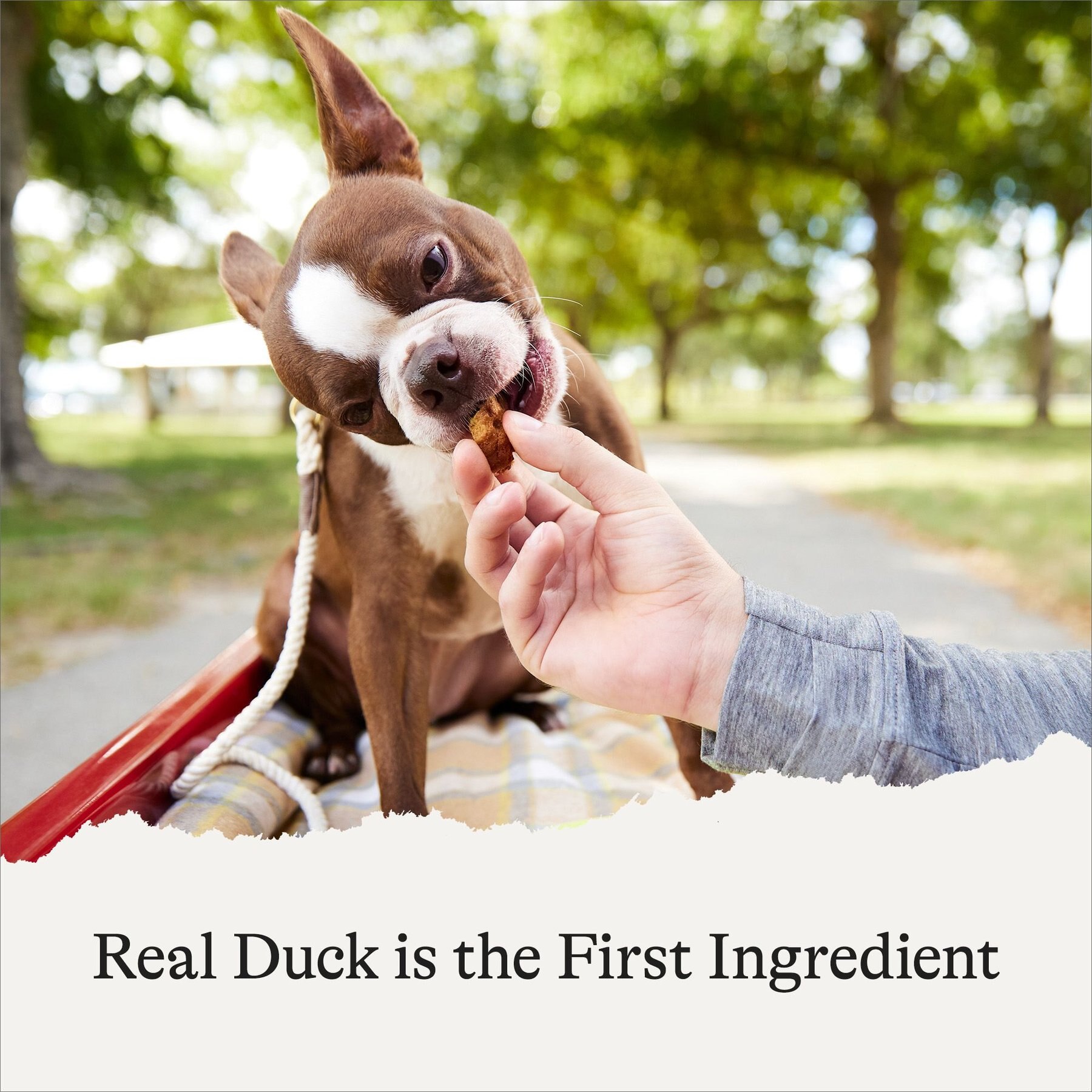 American Journey Duck Recipe Grain-Free Oven Baked Crunchy Biscuit Dog Treats