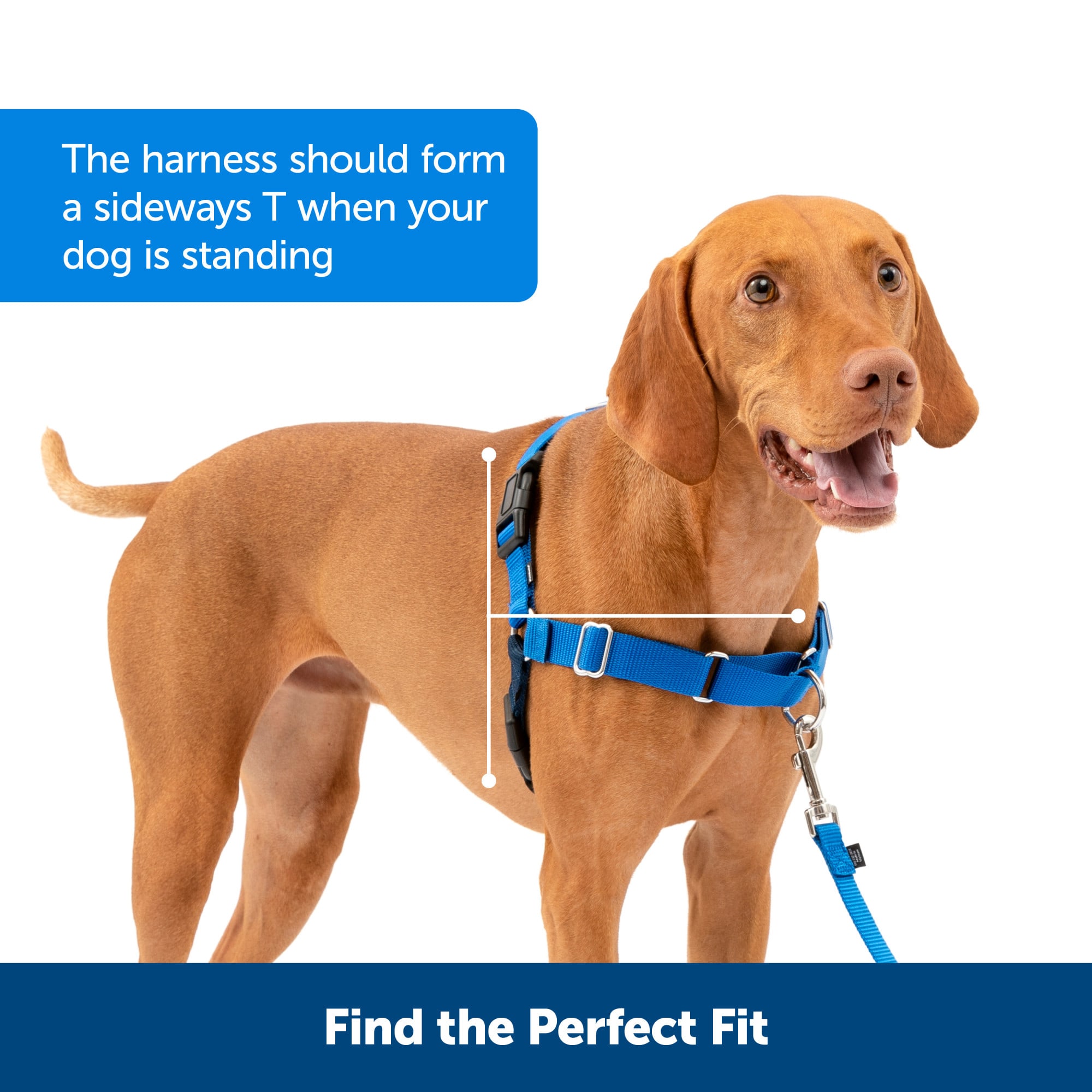 PetSafe Easy Walk Dog Harness, Medium, Teal