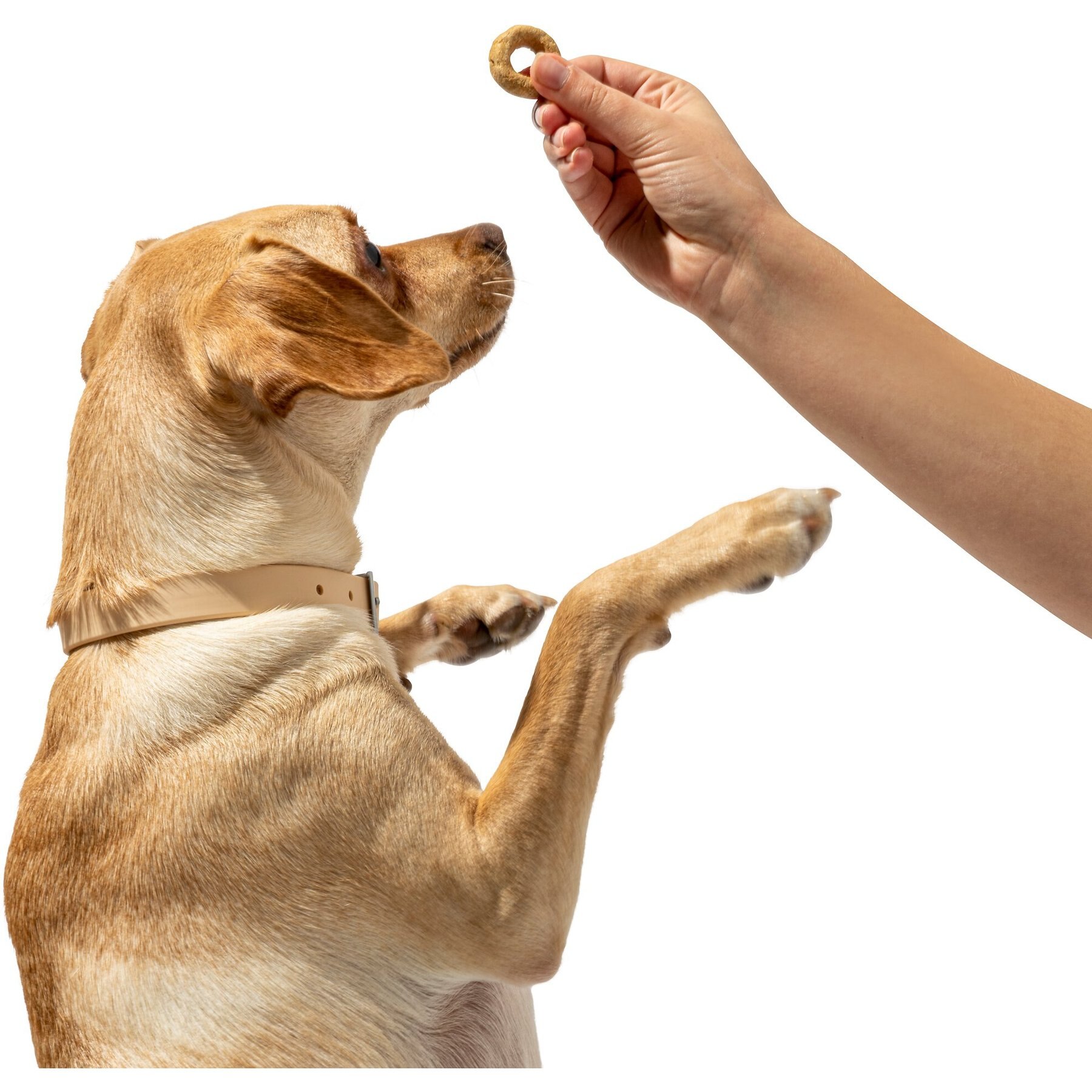 Wild One Organic Peanut Butter & Jelly Baked Dog Treats, 8-oz bag