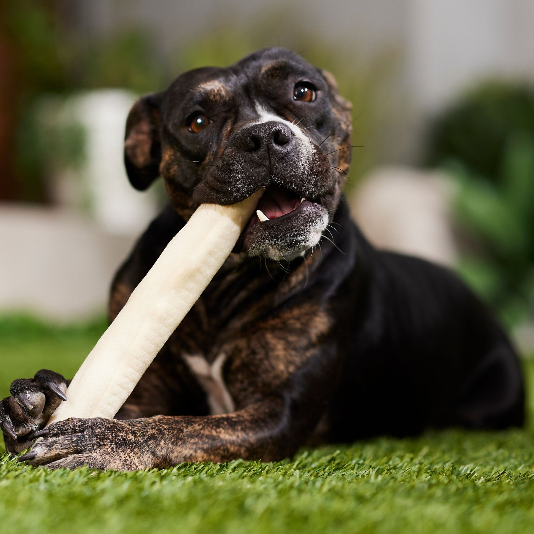 Canine's Choice DogLicious 10" Retriever Roll Rawhide Dog Treat
