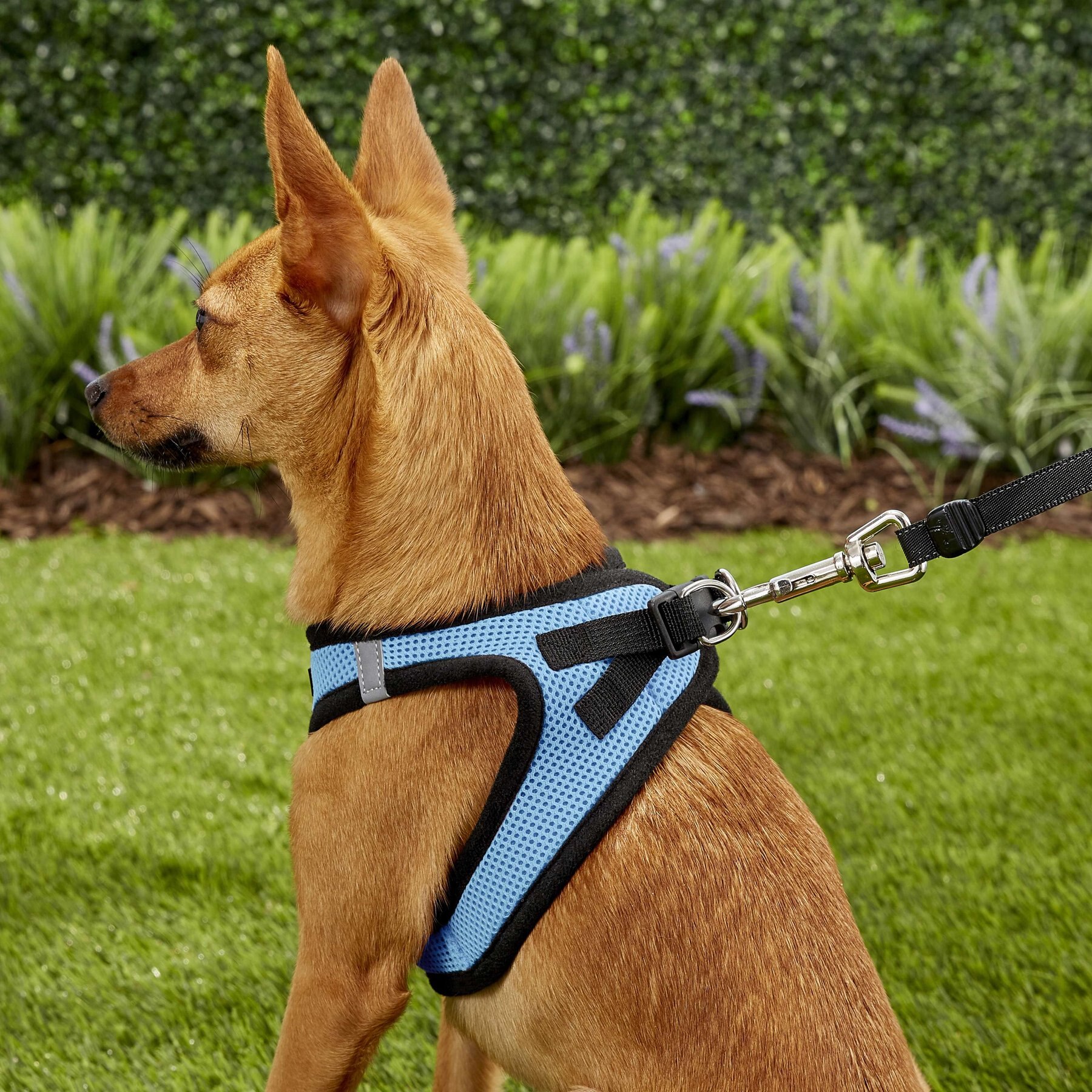 Best Pet Supplies Voyager Black Trim Mesh Dog Harness